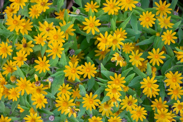 庭の自然の背景に黄色のデイジーの花