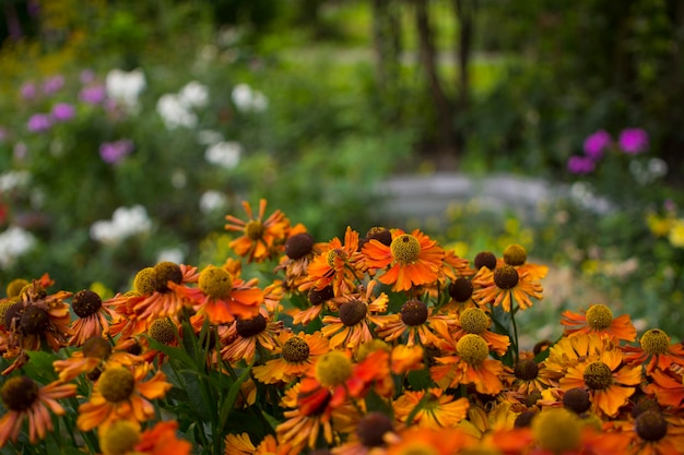 Margherita gialla in giardino di domenica