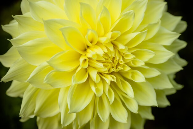 Yellow Daisy Isolated on dark background.