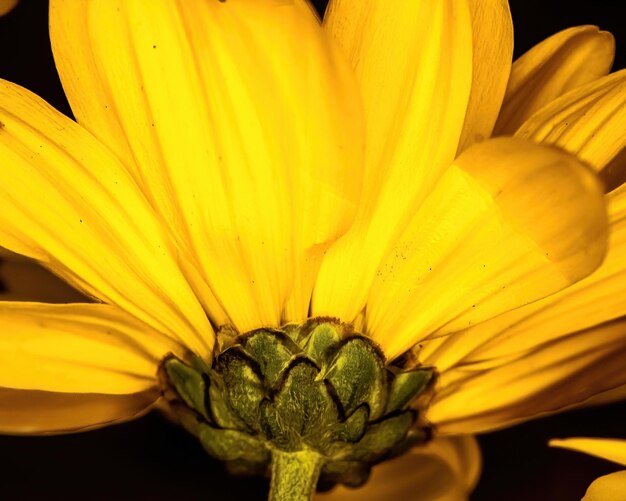 A yellow daisy with green stem