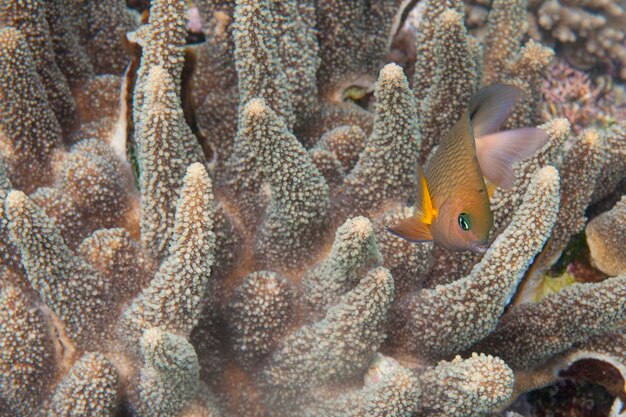 Photo a yellow damisel on hard coral background