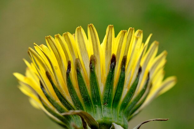 Photo yellow dandelion close up image