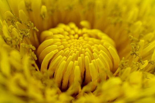 Photo yellow dandelion close up image