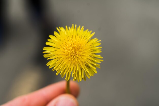 春の緑の草の黄色のタンポポのクローズアップ