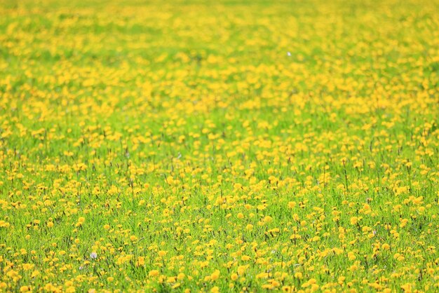 写真 黄色のタンポポフィールドの背景、抽象的なパノラマ黄色い花が咲くタンポポ