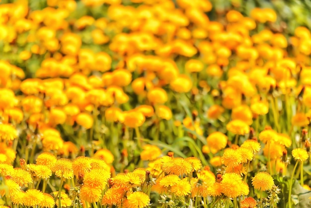 Photo yellow dandelion field background, abstract panorama yellow flower blooming dandelions