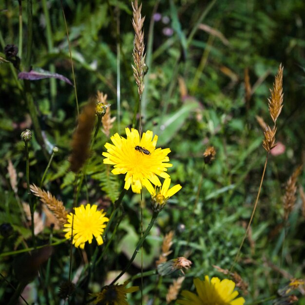 Ploumanach の牧草地に黄色のタンポポの花