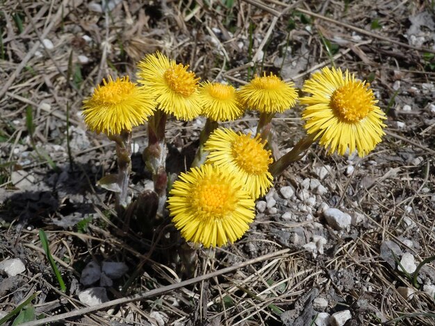 Yellow dandelion flowers blooming in field