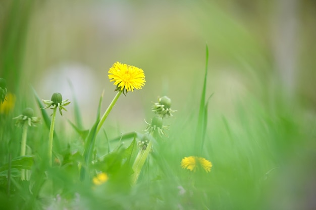 Fiori gialli di tarassaco che fioriscono sul prato estivo nel giardino verde e soleggiato