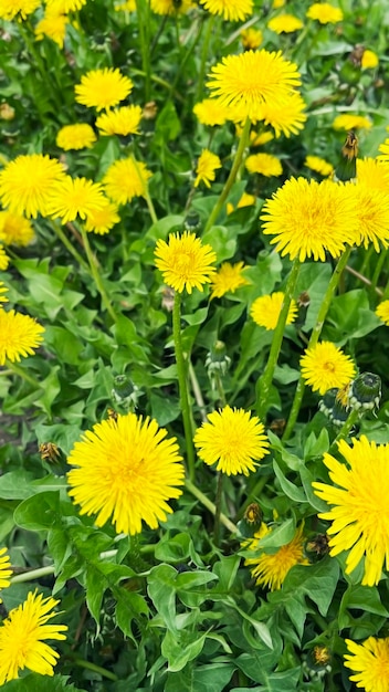 Photo yellow dandelion flowers grow on the lawn