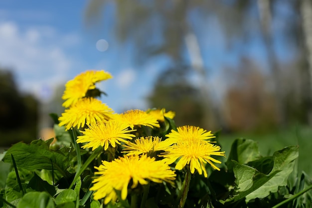 Yellow dandelion flowers grow in the park in spring