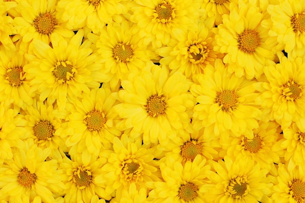 Желтые цветы одуванчика цветут в саду.