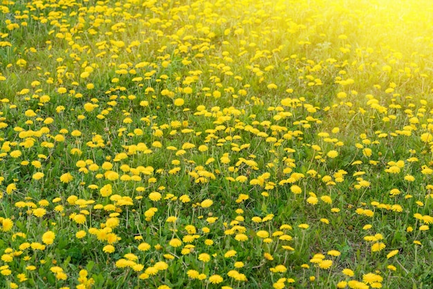 日光と牧草地で黄色のタンポポの花