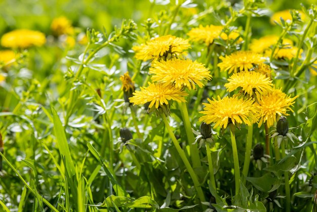 写真 春の緑の草原の黄色いオオカミの花