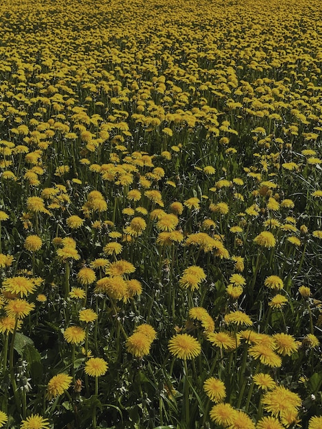 Фото Желтые цветы на поле красивые весенние цветы