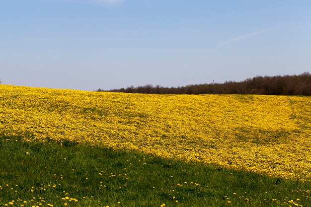 Yellow dandelion flowers in the summer