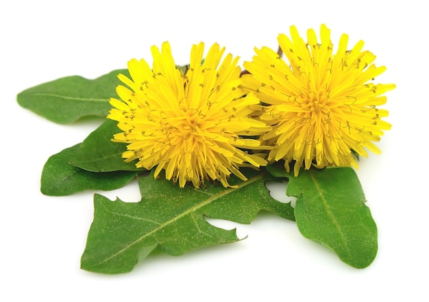 Yellow dandelion flowers with leaves on white