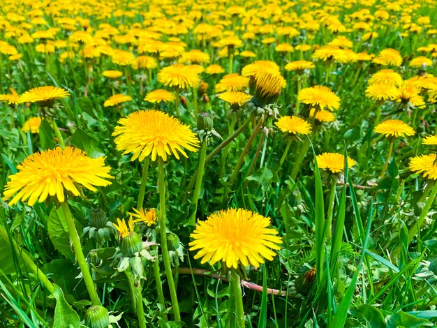 Yellow dandelion flowers