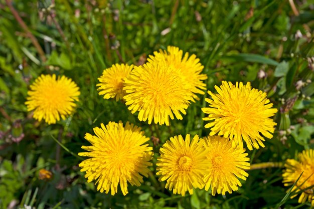 Yellow dandelion flowers