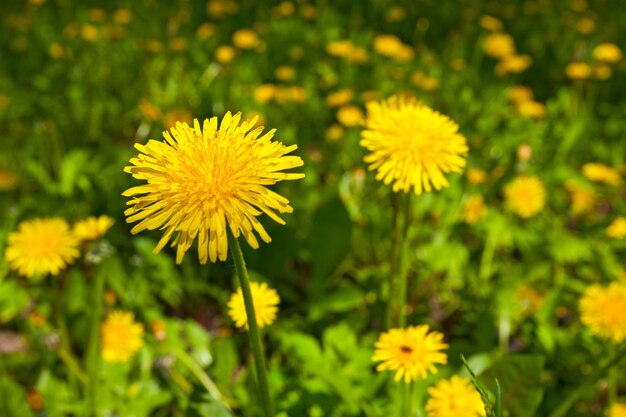 Yellow dandelion flowers