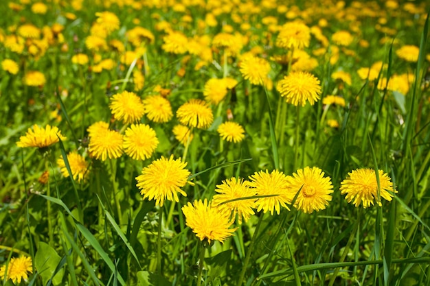 Yellow dandelion flowers