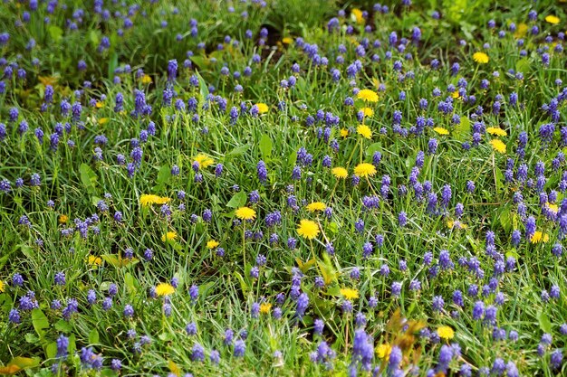 Foto candeliere giallo fiori gialli e blu soffici nel giardino