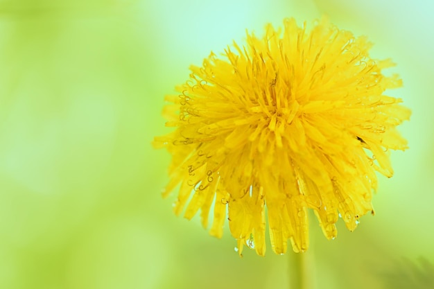 Yellow dandelion in the grass Beautiful nature background