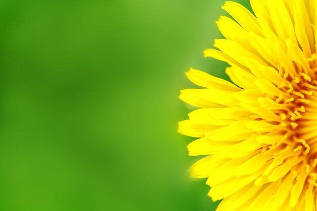 Yellow Dandelion on a green background Place for your text