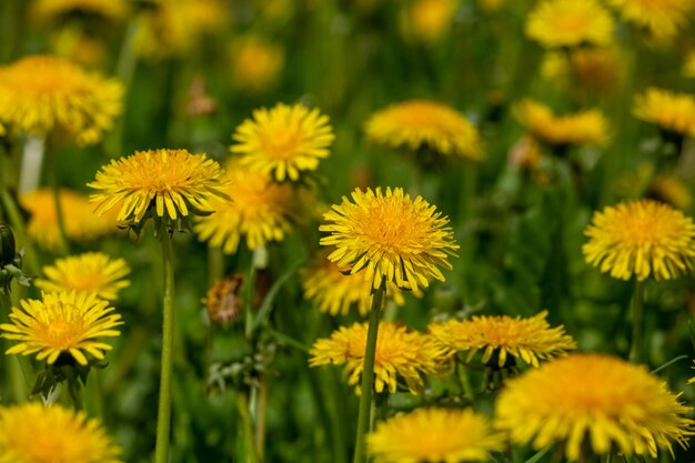 Yellow dandelion on a green background on a summer sunny day macro photography