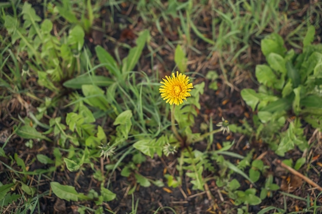 Yellow dandelion on green grass. 