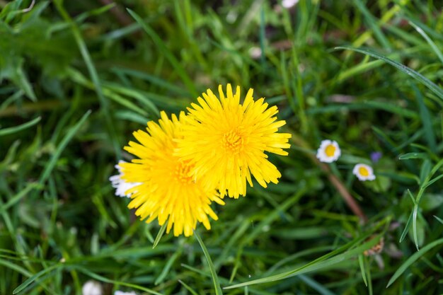 Yellow dandelion heads growing in the garden