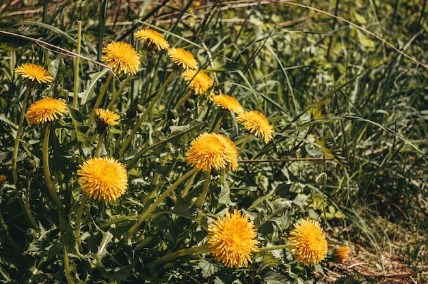 写真 無人の野原のクローズアップで黄色のタンポポ晴れた花