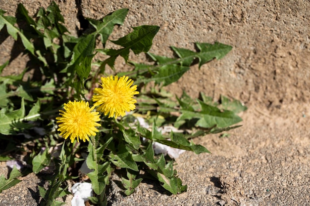 A yellow dandelion is growing in a crack in a stone wall.