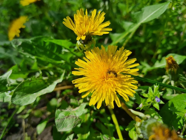 A yellow dandelion is surrounded by green leaves and a bee is in the foreground.