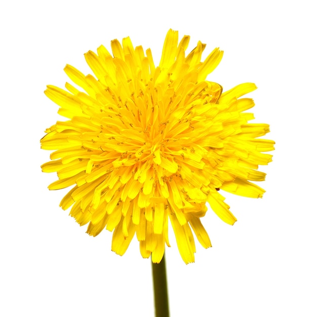 Yellow dandelion isolated on a white background