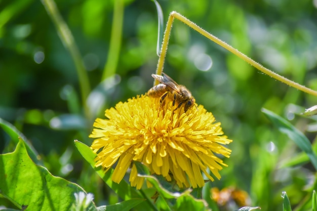 A yellow dandelion in a meadow is pollinated by a bee