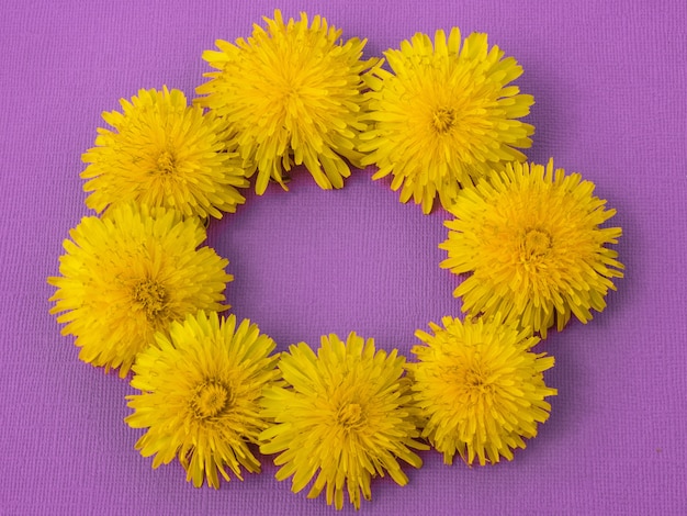 Yellow dandelion on pink background