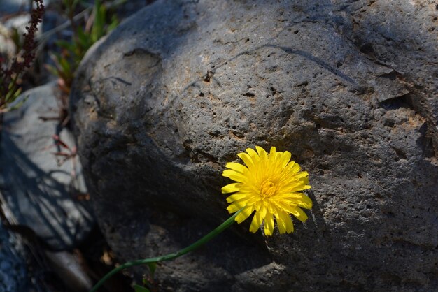 Yellow dandelion between the rocks