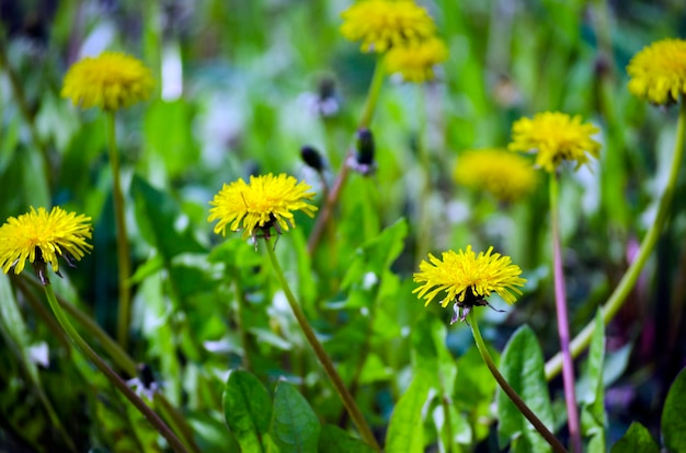 Photo yellow dandelion in spring. medicinal herb