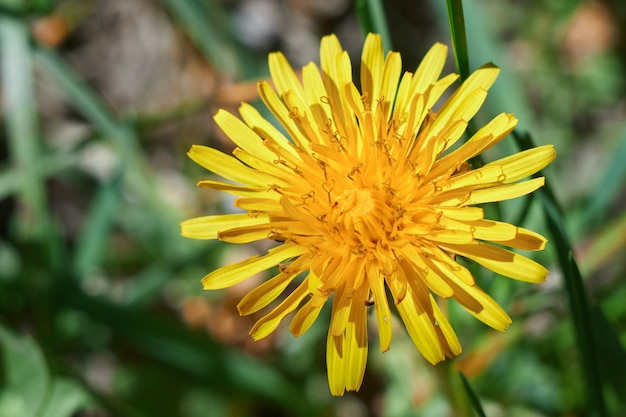 yellow dandelion in the sunlight