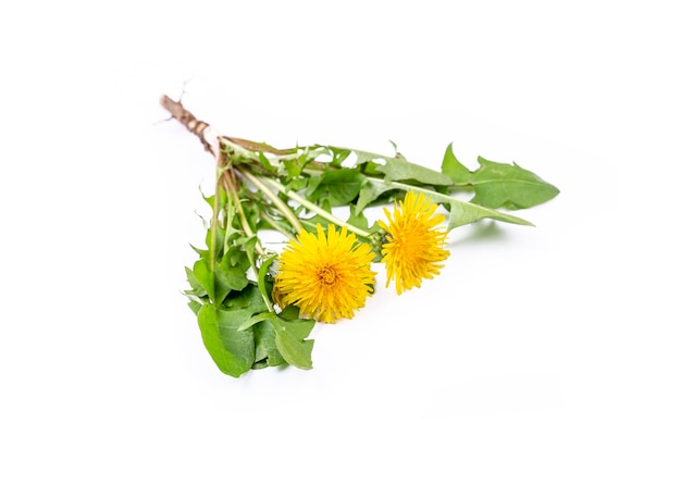 Foto dente di leone giallo taraxacum officinale su sfondo bianco