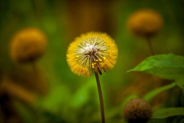 Yellow dandelion with seeds in nature on thin stems against background of green summer forest generative ai