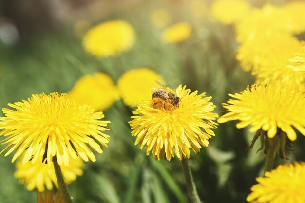 ハチと黄色のタンポポ。春の牧草地の花の背景、クローズアップ