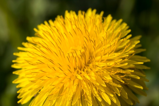 Yellow dandelion