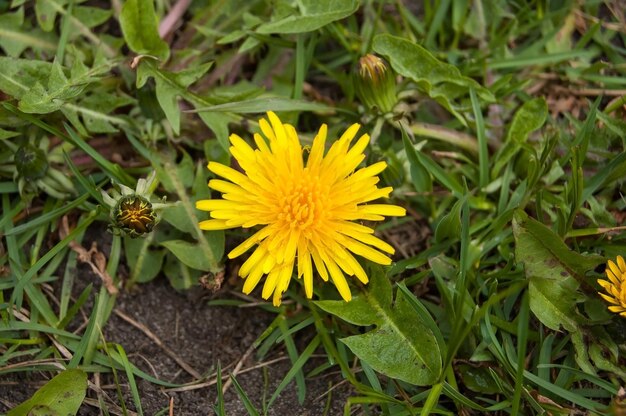 Yellow dandelion