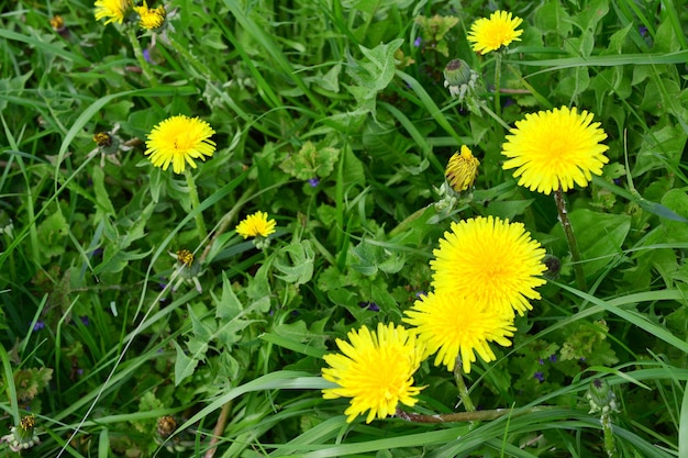yellow dandelions are a common sight in the garden closeup