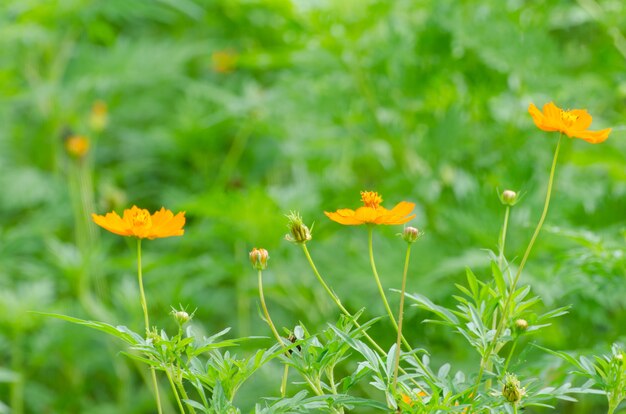 Yellow dandelions flowers in grass, spring wind closeup macro with soft focus on a meadow 