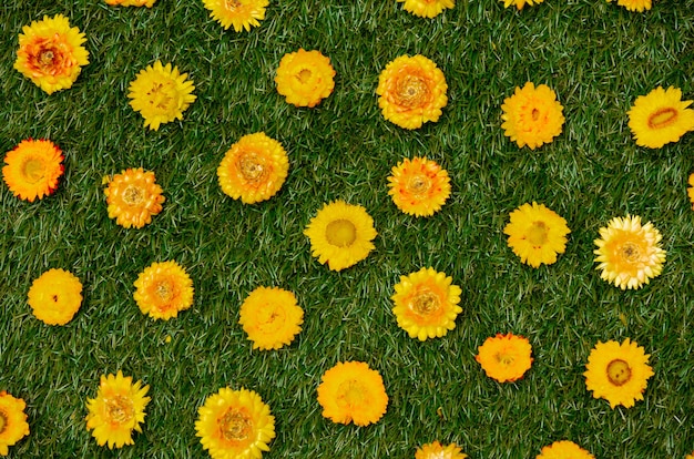 Yellow dandelions on geen grass.