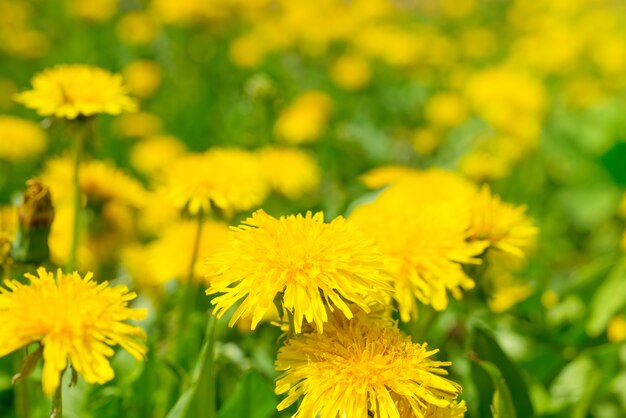 Yellow dandelions on green field closeup in summer