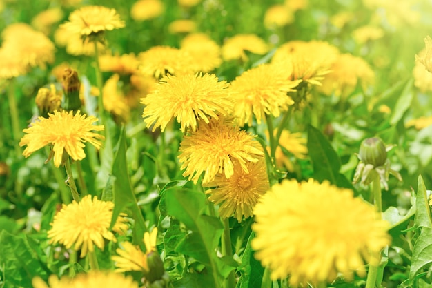 Yellow dandelions on the green field closeup in summer